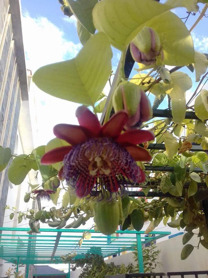 Riad Passiflora Фес Стая снимка